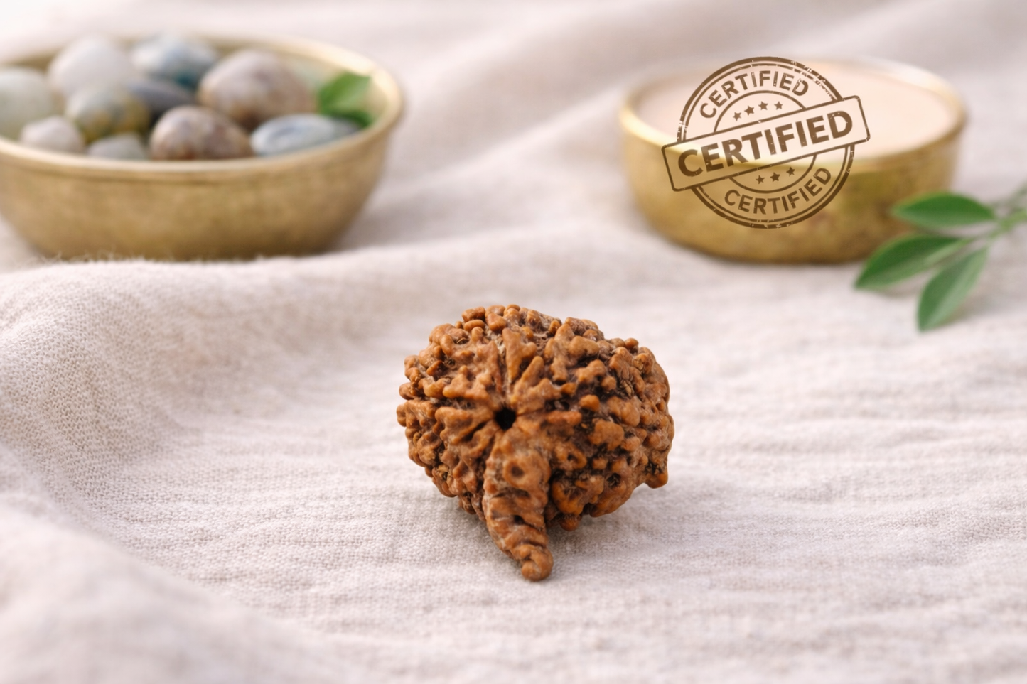 Pure Lab-Certified Nepal 6 Mukhi Ganesh & Kartikeya Rudraksha – Boost Wisdom, Confidence & Success