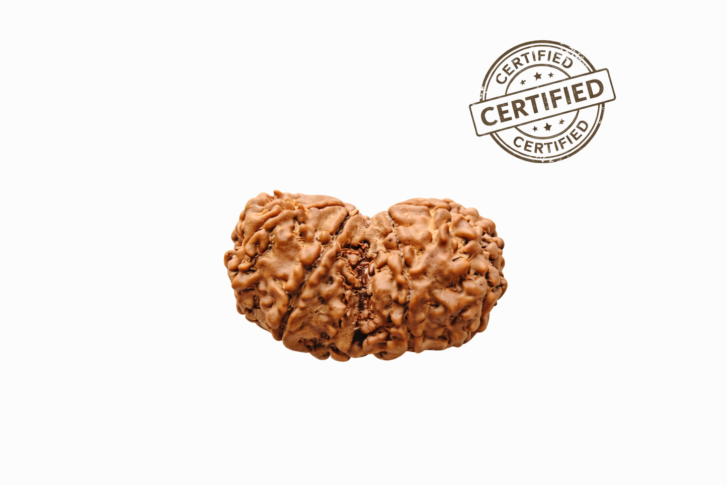 Original Nepal Gauri Shankar Rudraksha (Shiva-Shakti) - Certified Authentic