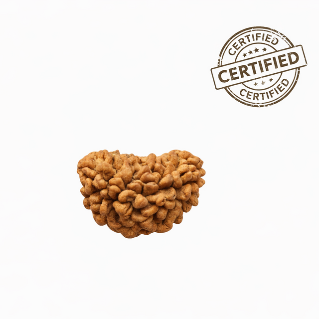 1 Mukhi Rudraksha Benefits and Who Should Wear It