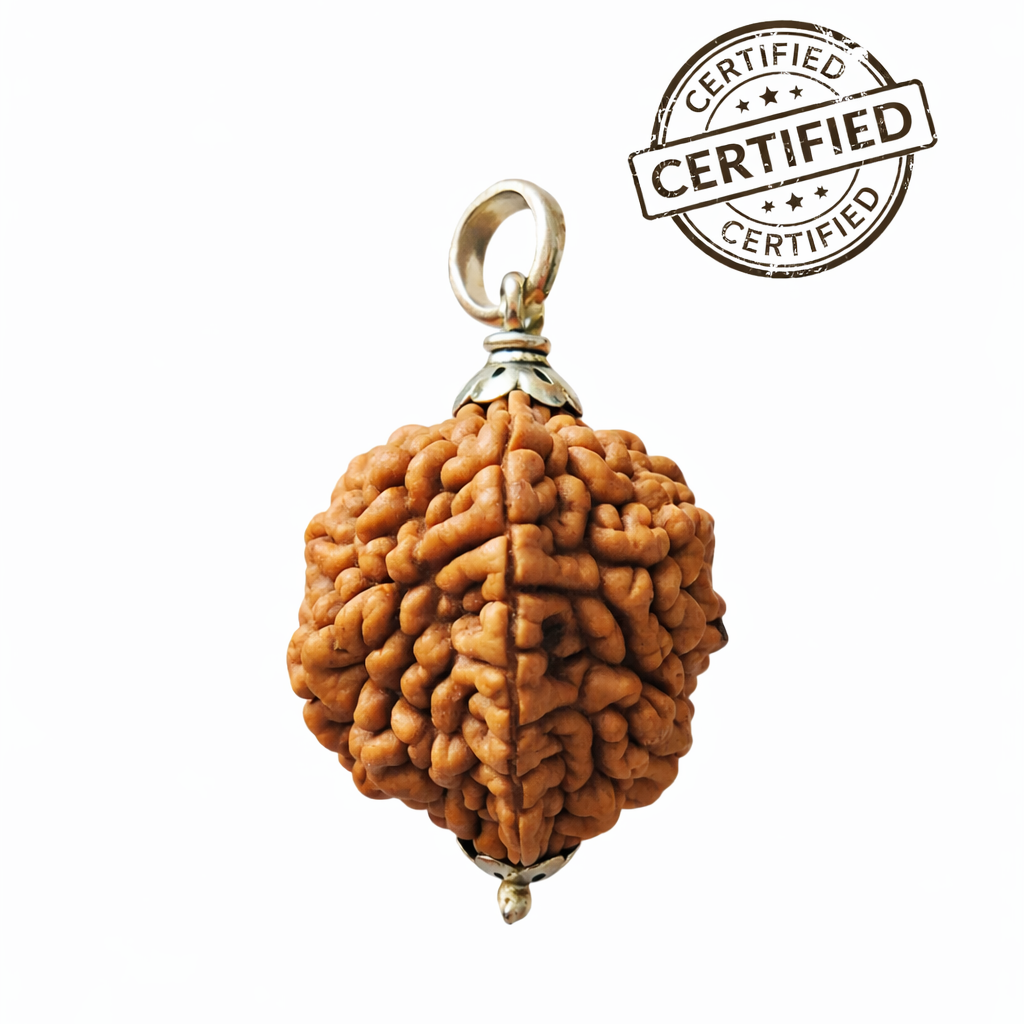 Two mukhi rudraksha bead in silver capped locket with certificate tag