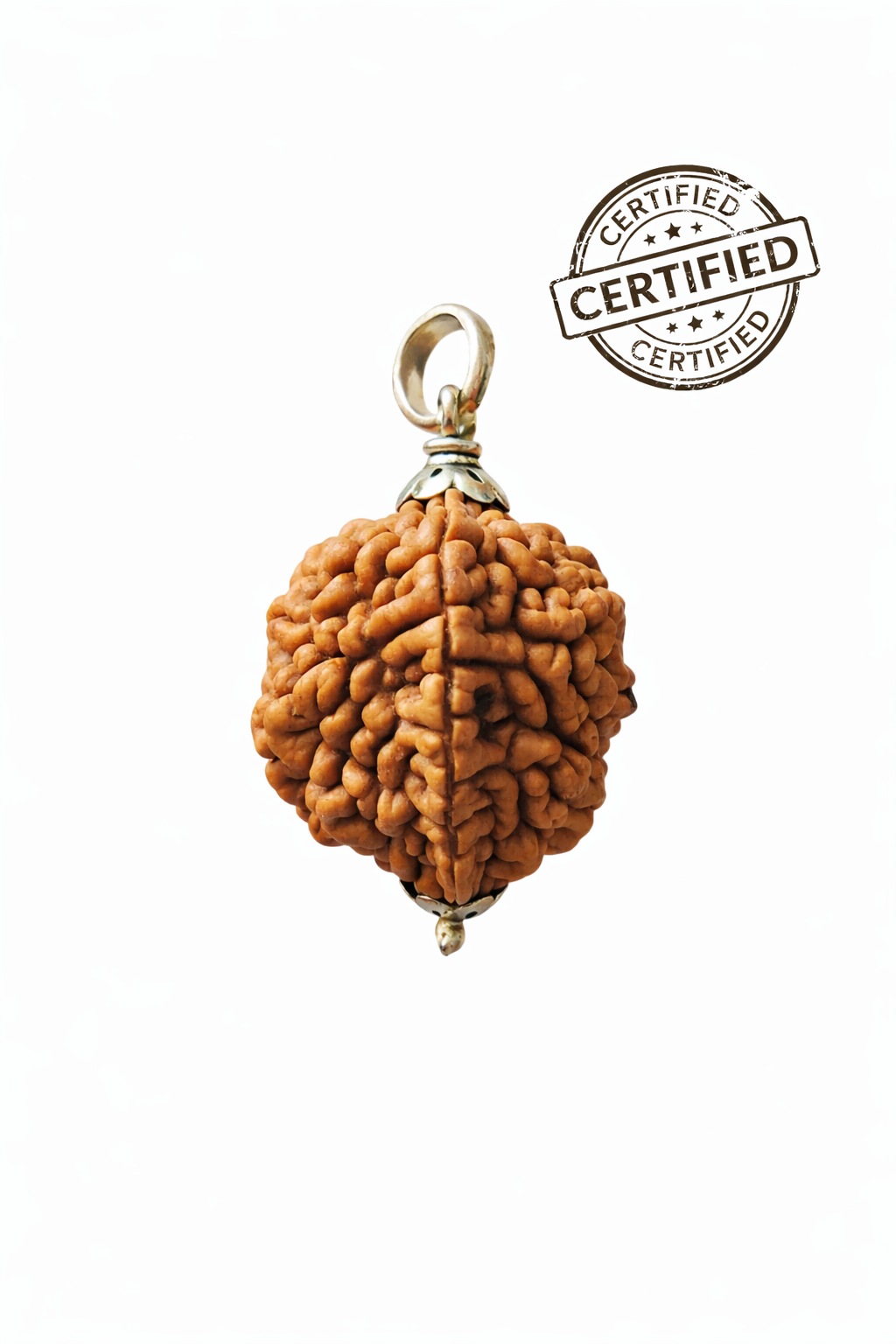 Two Mukhi Rudraksha Silver Capped Locket for Harmony & Relationships - Certified