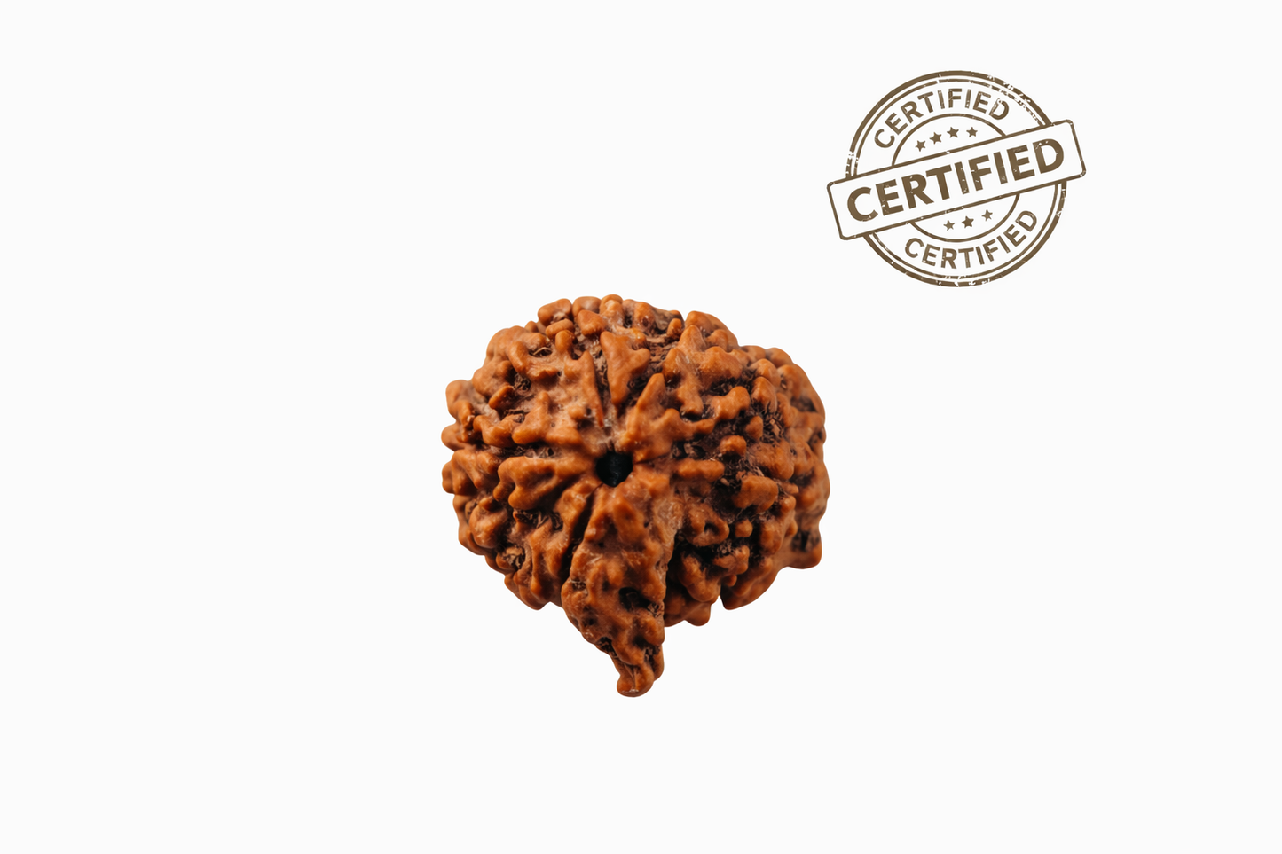 Pure Lab-Certified Nepal 6 Mukhi Ganesh & Kartikeya Rudraksha – Boost Wisdom, Confidence & Success