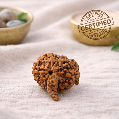 6 Mukhi Rudraksha (Six Mukhi) Nepal – Ganesh & Kartikeya, Lab Certified