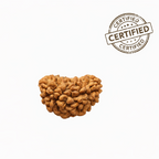 1 Mukhi Rudraksha - Half Moon, Lab Certified