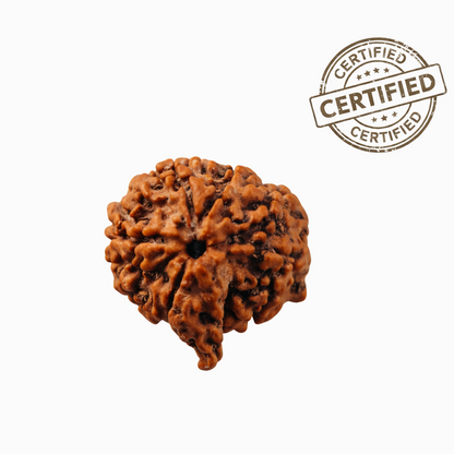 Pure Lab-Certified Nepal 6 Mukhi Ganesh and Kartikeya Rudraksha – Wisdom Confidence Success