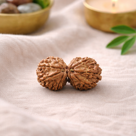 Original Nepal Gauri Shankar Rudraksha – Shiva-Shakti Rudraksha Lab Certified Authentic