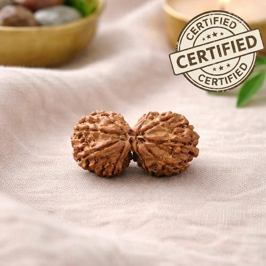 Original Nepal Gauri Shankar Rudraksha – Shiva-Shakti Rudraksha Lab Certified Authentic